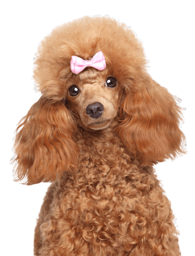 Caniche Toy Caniche Toy