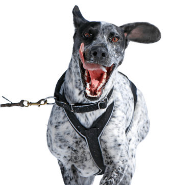 Eurohound Eurohound