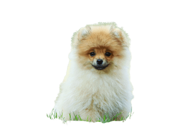 Kleinspitz