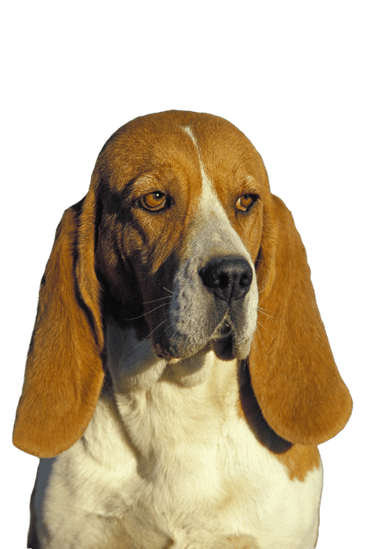 Chien d'Artois Chien d'Artois
