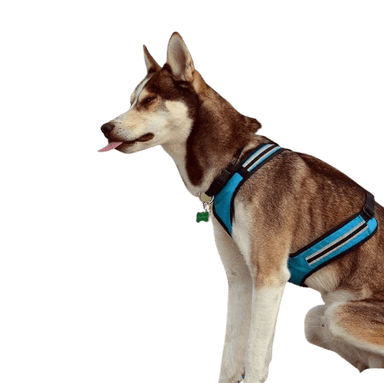 Alusky Alusky