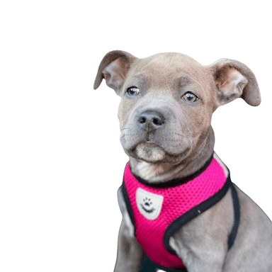 American Staffordshire Bully Terrier American Staffordshire Bully Terrier