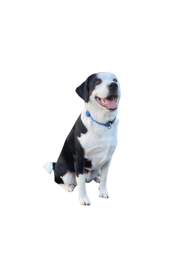 Appenzell Russell Terrier Appenzell Russell Terrier