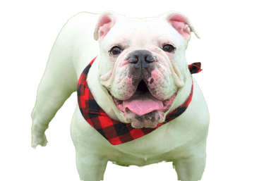 Bulldog australiano