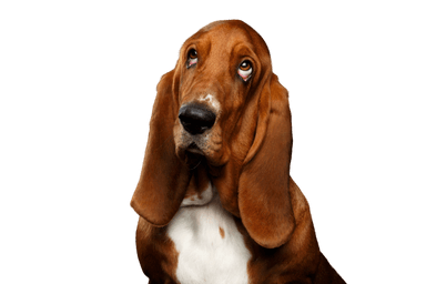 Basset hound Basset hound