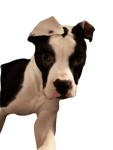 Boxeador Bully