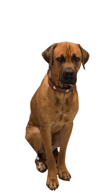 Broholm Cane Corso Mix Broholm Cane Corso Mix