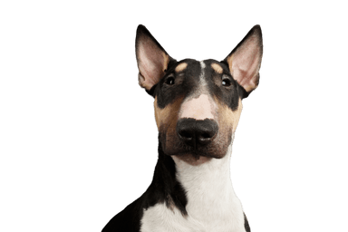 Bull terrier miniatura Bull terrier miniatura