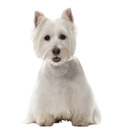 Terrier blanco de West Highland