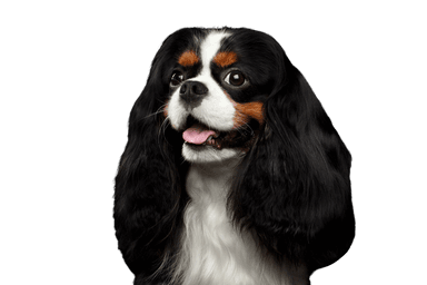 Cavalier King Charles spaniel Cavalier King Charles spaniel