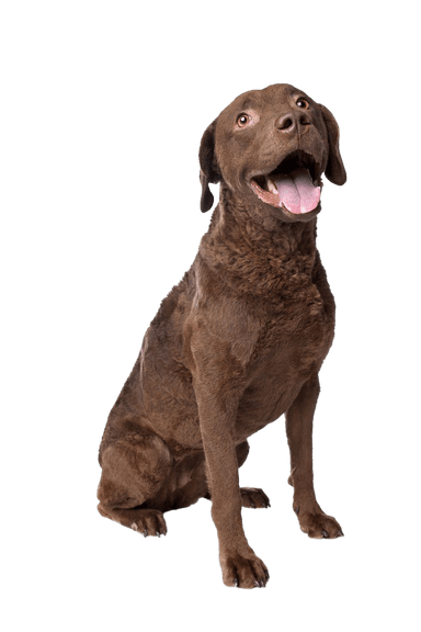 Retriever de Chesapeake Retriever de Chesapeake