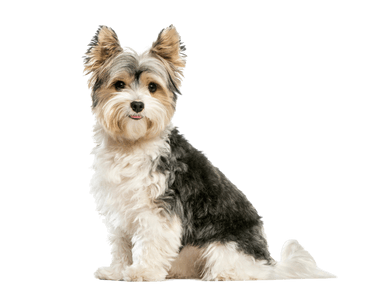 Biewer terrier Biewer terrier