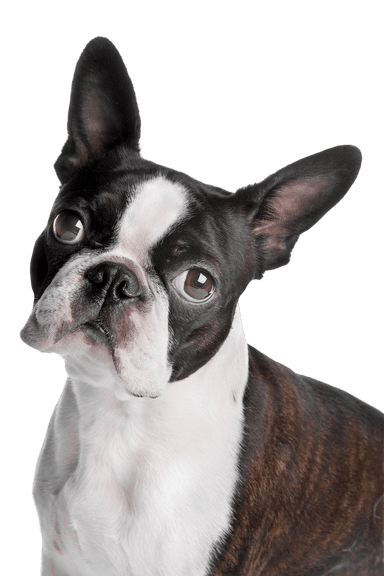 Boston terrier Boston terrier