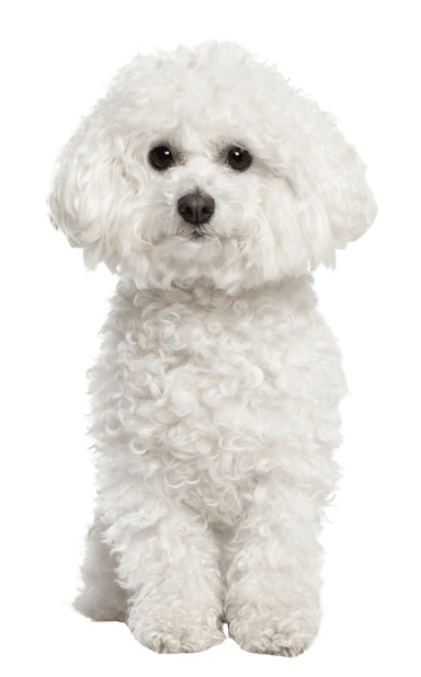 Bichón frisé Bichón frisé