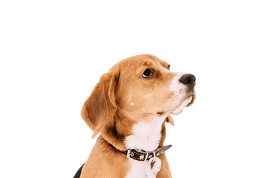 Foxhound inglés Foxhound inglés