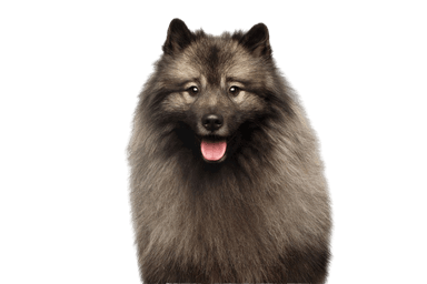 Spitz lobo Spitz lobo