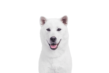 Kishu Kishu