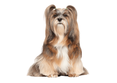 Lhasa apso