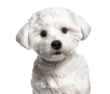 Bichón maltés Bichón maltés