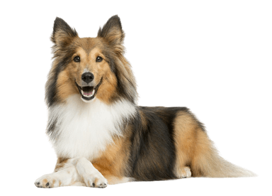 Perro pastor de las islas Shetland Perro pastor de las islas Shetland