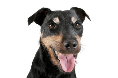 Terrier cazador alemán Terrier cazador alemán