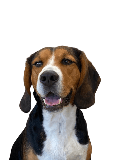 Entlebucher Beagle Entlebucher Beagle