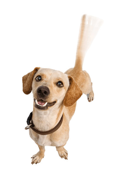 Chiweenie Chiweenie