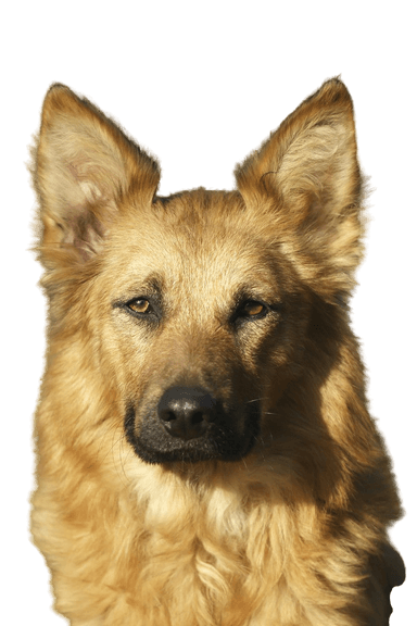 Harzer fuchs Harzer fuchs