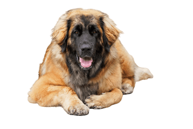 Leonberger Leonberger