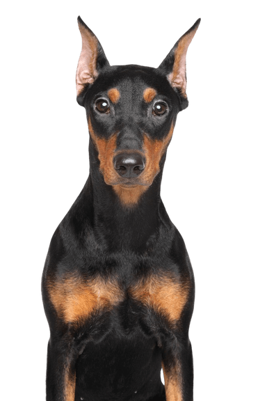 Pinscher alemán Pinscher alemán