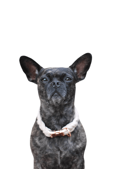 Bullhuahua francés Bullhuahua francés