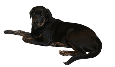 Golden Rottie Retriever