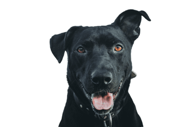 Perro pastor de Mallorca Perro pastor de Mallorca