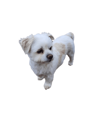 Maltipom Maltipom