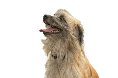 Perro pastor de los Pirineos de pelo largo Perro pastor de los Pirineos de pelo largo