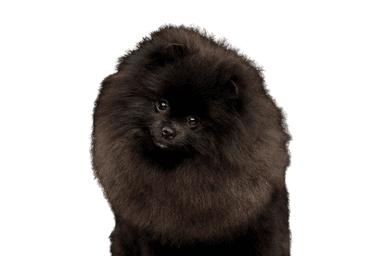 Spitz alemán Spitz alemán