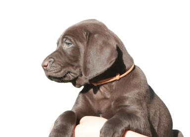 Labrador alemán de pelo corto Labrador alemán de pelo corto