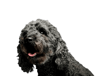 Pumi