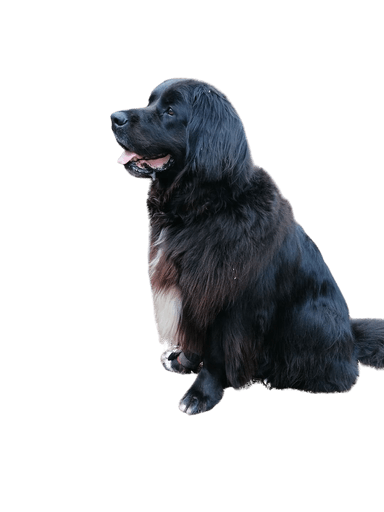 San Bernewfie San Bernewfie