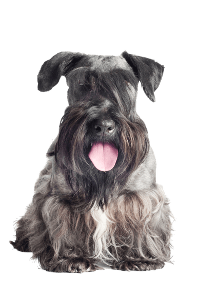Terrier tchèque Terrier tchèque