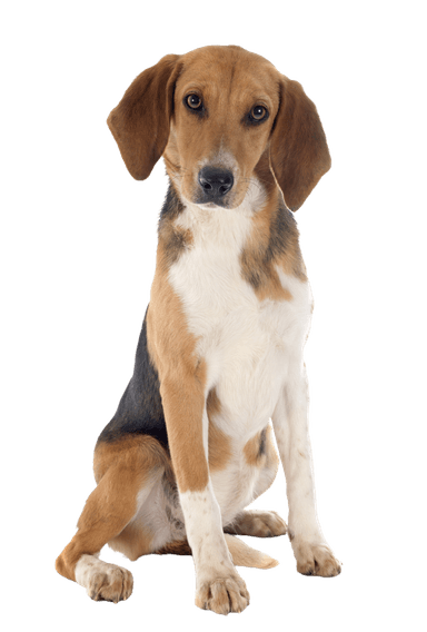 Beagle-Harrier Beagle-Harrier