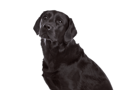Labrador à poil plat