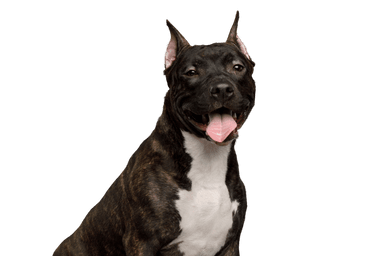 Terrier américain Staffordshire Terrier américain Staffordshire