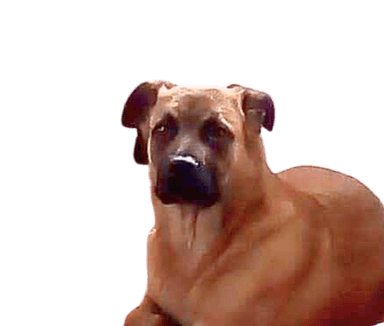 Malinois Bordeaux Dogue Mix Malinois Bordeaux Dogue Mix