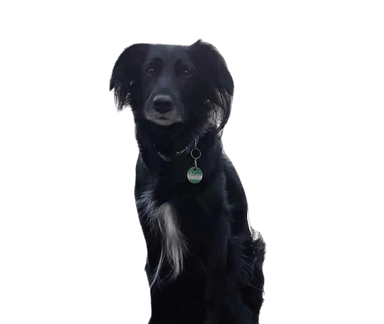 Setter irlandais Border Collie Mix Setter irlandais Border Collie Mix