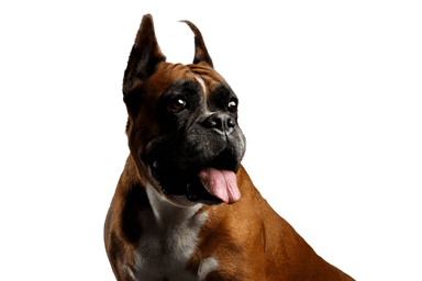 Boxer Boxer