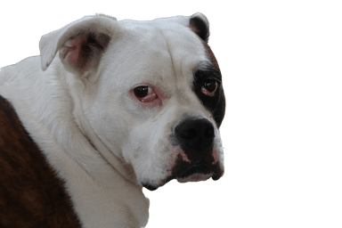 Bouledogue victorien Bouledogue victorien