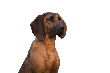 Chien de recherche au sang de hanovre Chien de recherche au sang de hanovre