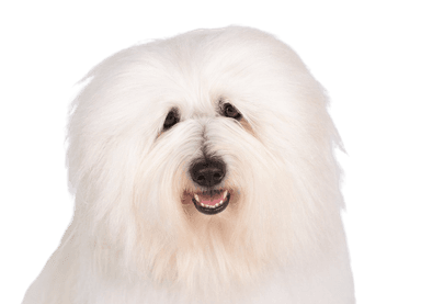 Coton de Tuléar Coton de Tuléar