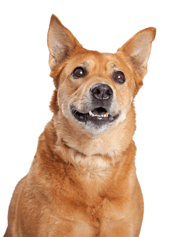 Dingo américain Dingo américain